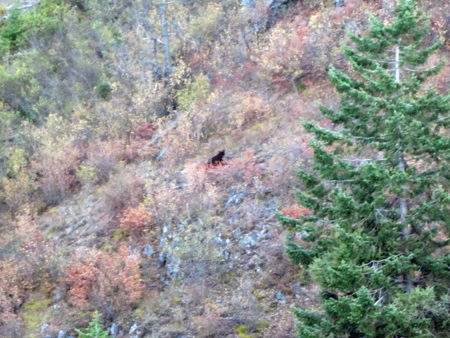 Bear on the Monarch mountains