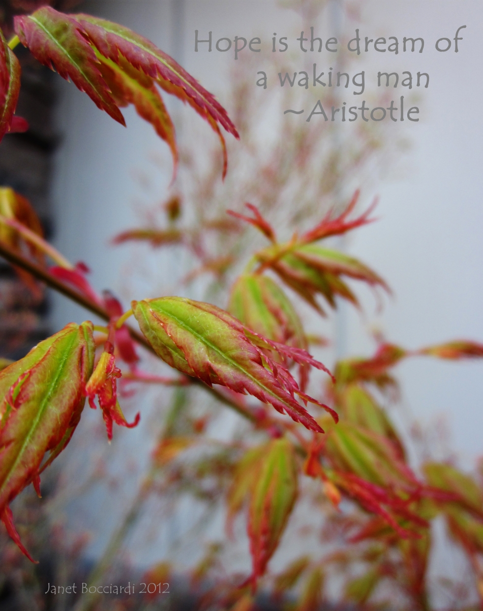 Japanese Maple macro shot