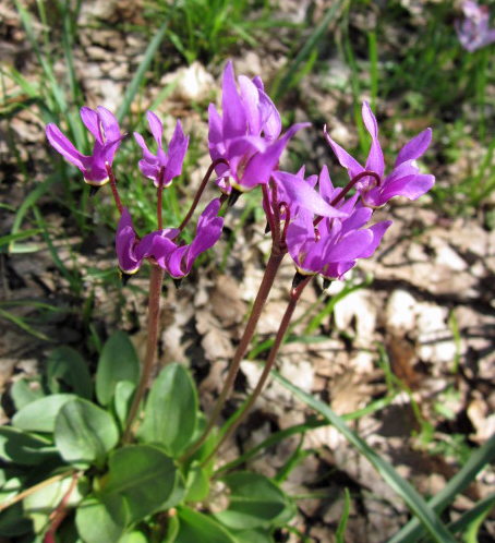 Bonneville Shooting Star wildflower