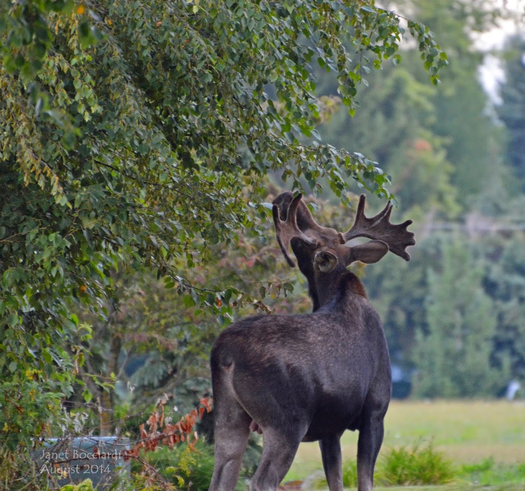 Male Moose