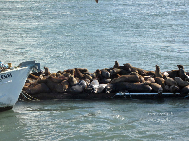 California Sea lions on pier at Moss Landing