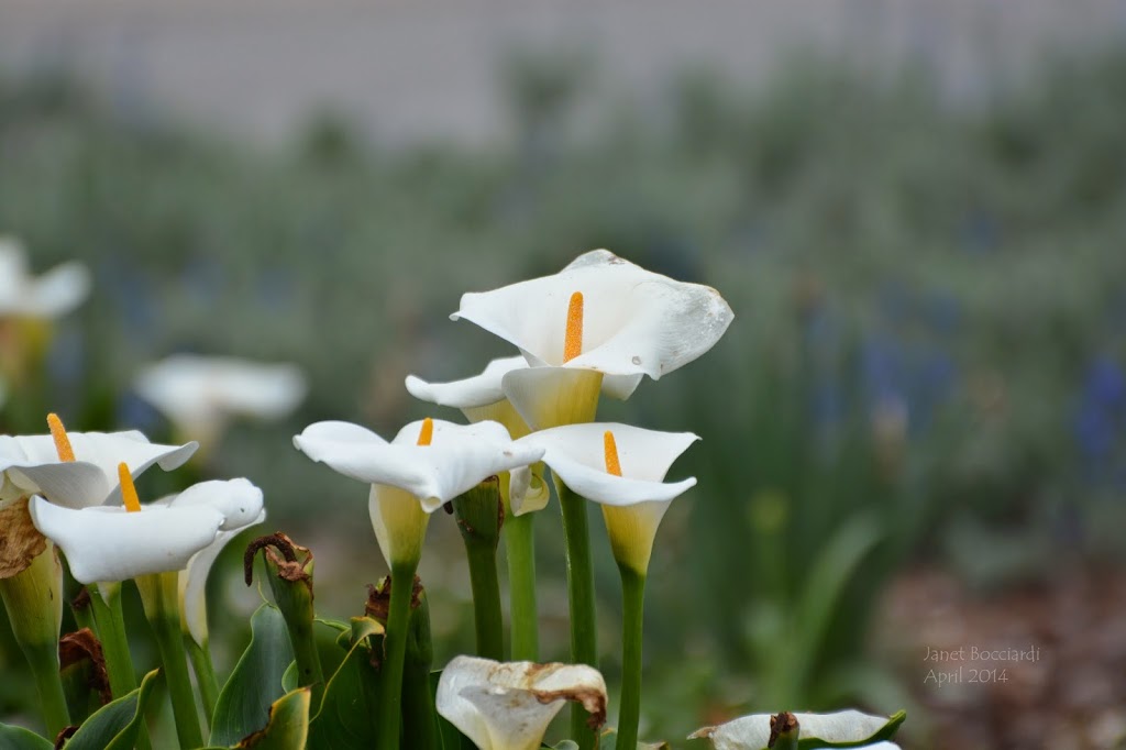 Calla Lilies