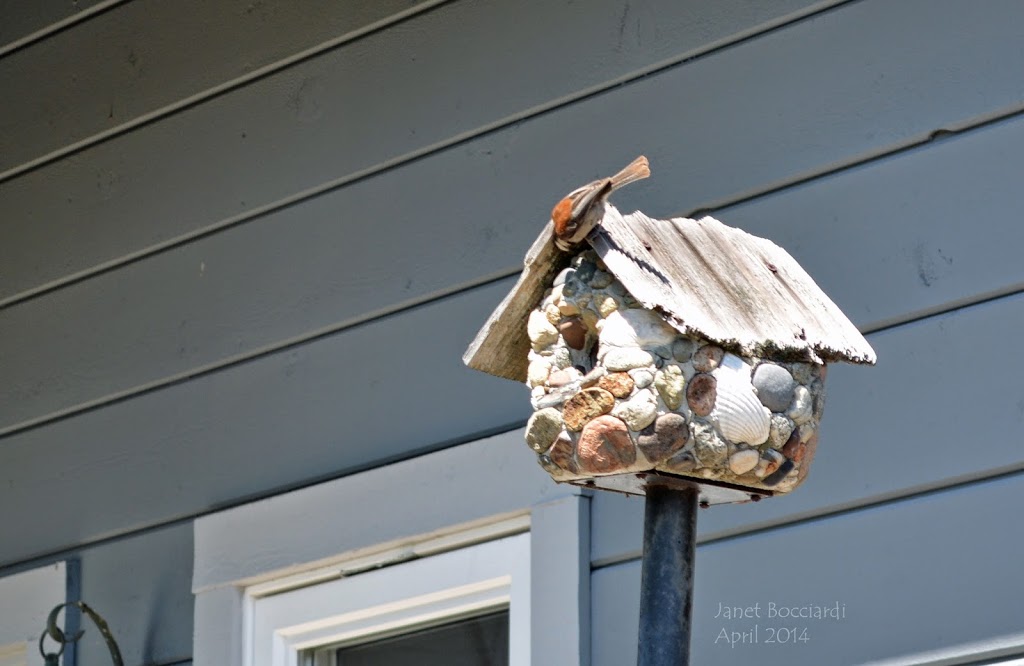 Chickadee checking out birdhouse