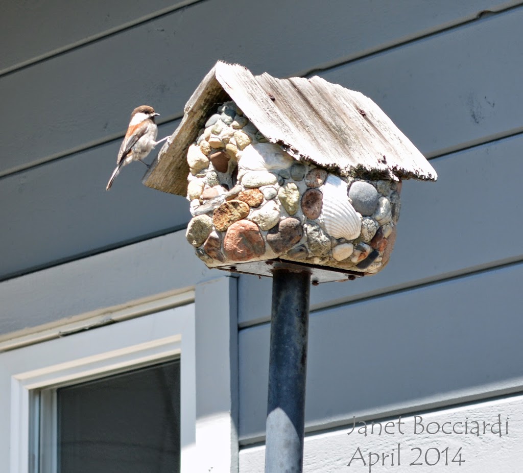 Chickadee checking out bird house