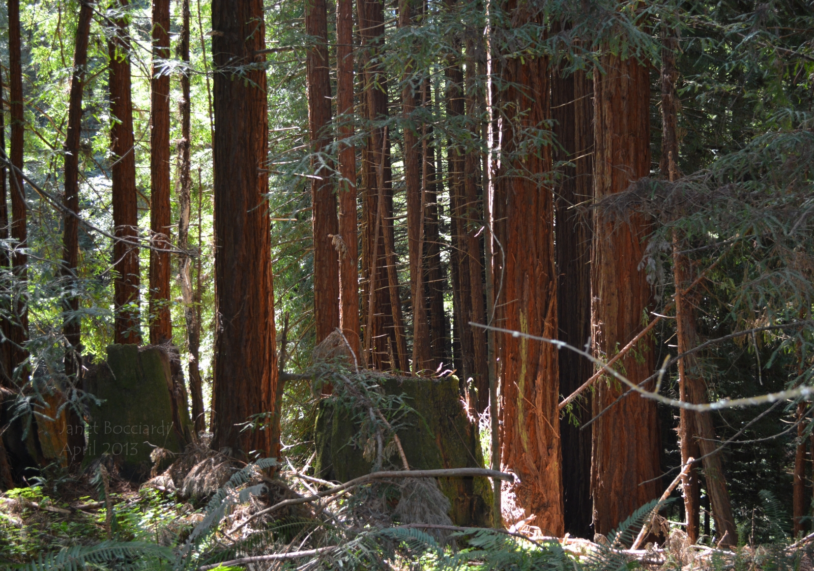 Coast Redwoods