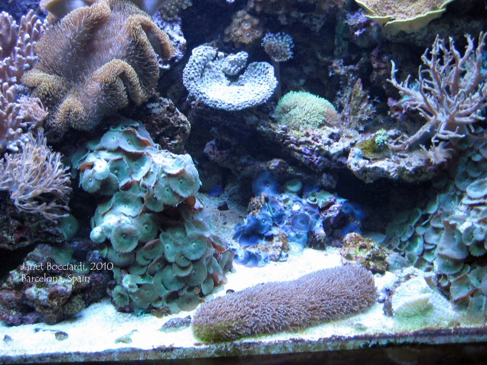 Ocean plant life, Barcelona Aquarium, Spain