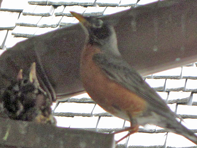 Male Robin with babies in nest