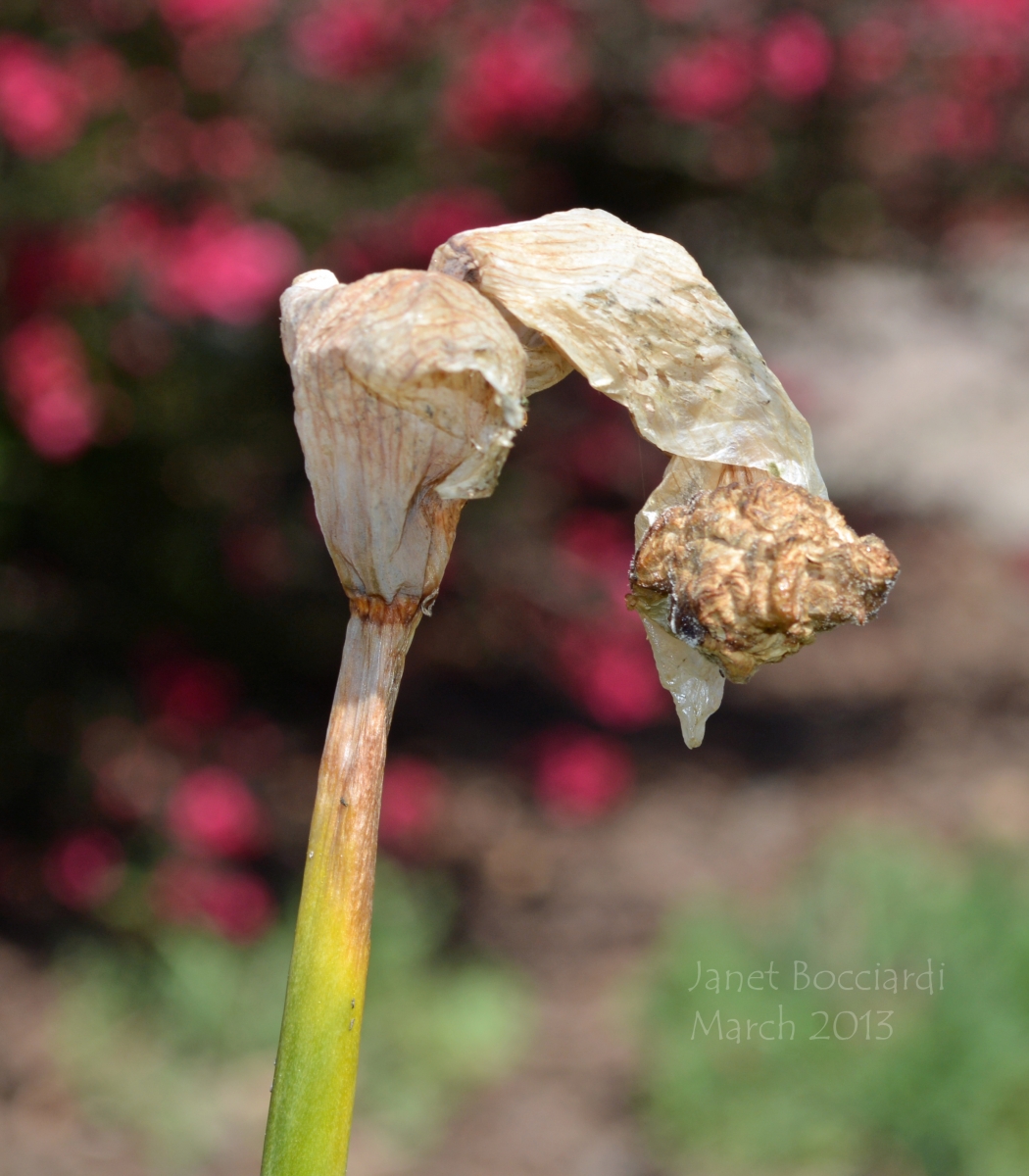 Daffodil past its prime.