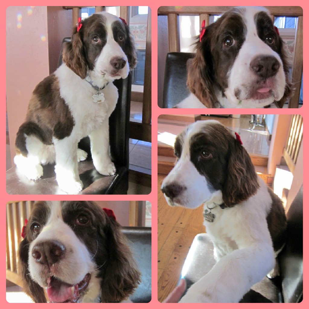 Daisy, English Springer Spaniel