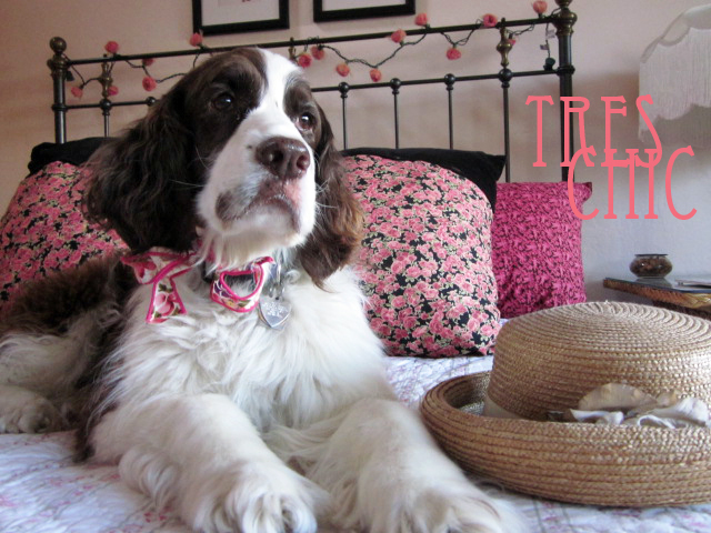 English Springer Spaniel Valentine's Day card