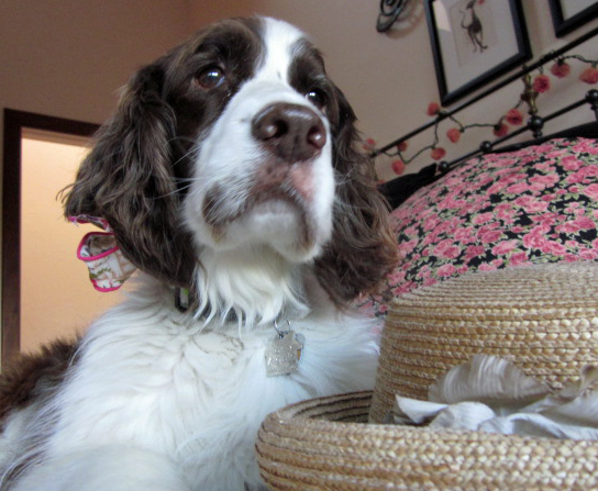 English Springer Spaniel looking pretty