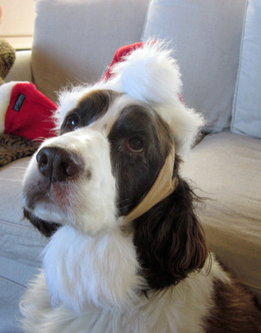 English Springer Spaniel in santa hat