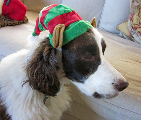 English Springer Spaniel in elf hat