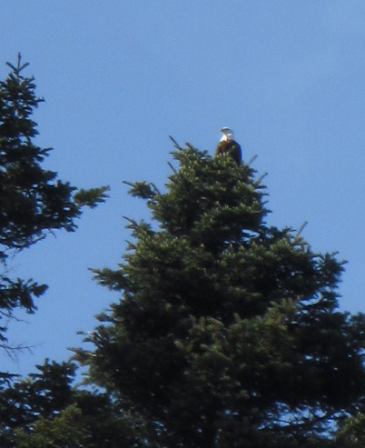 Bald Eagle in tree