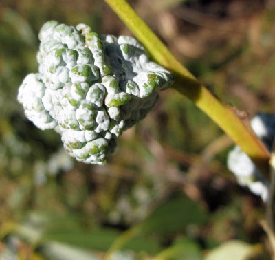 Eucalyptus pod