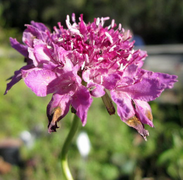 Pink flower in macro shot