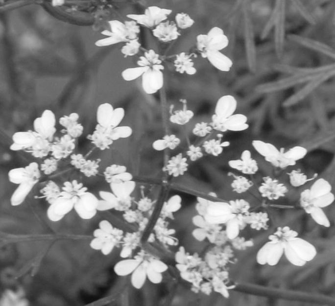 Flower pattern in black and white