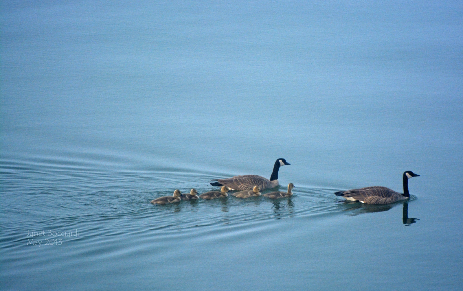 Family of Geese on lake