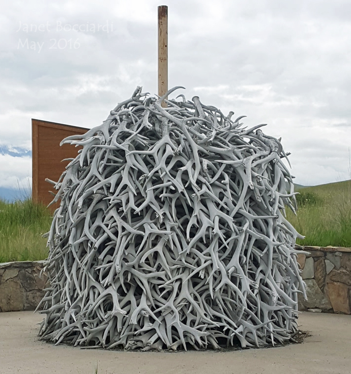 Large pile of elk antlers