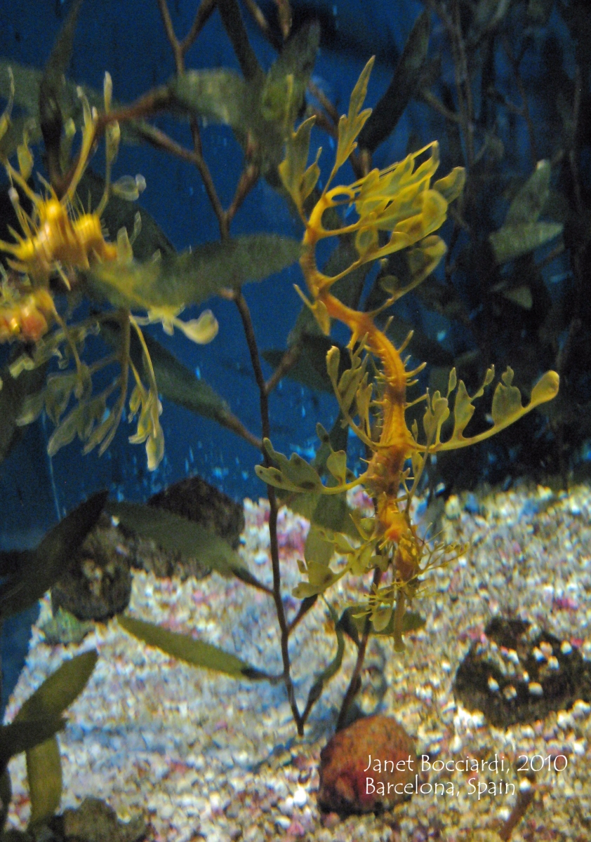 Leafy Sea Dragon, Barcelona Aquarium, Spain