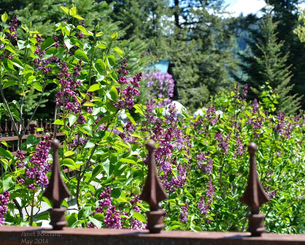 Lilacs in Spring