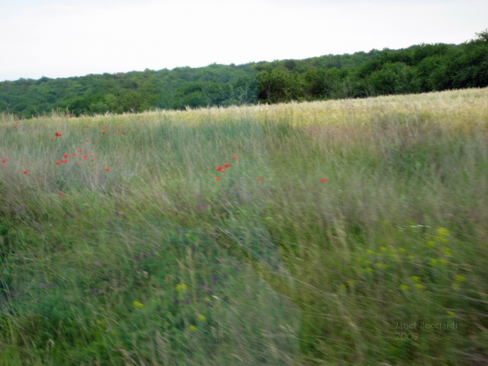 Meadow, Bulgaria