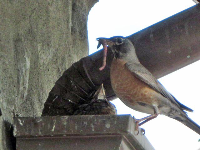 Mother Robin comes back to nest