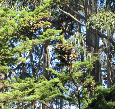 Monarch butterflies in Santa Cruz