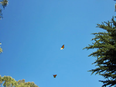 Monarchs flying