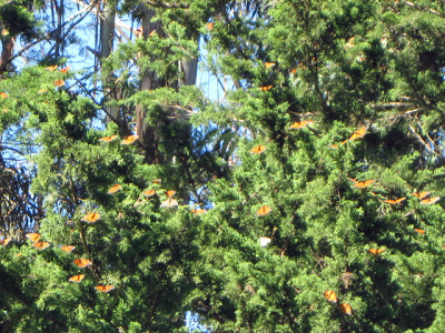 Monarch butterflies in Santa Cruz