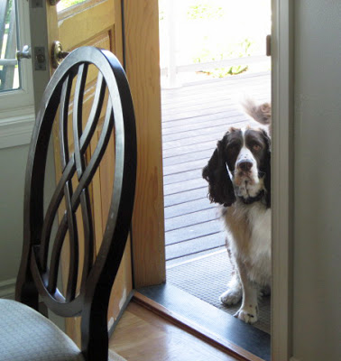 Springer Spaniel