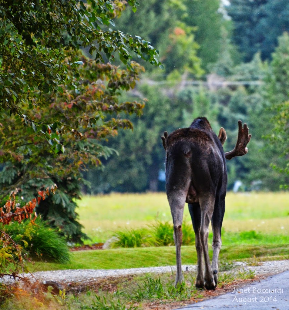 Male Moose retreating