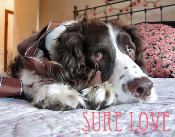 English Springer Spaniel Valentine's Day card