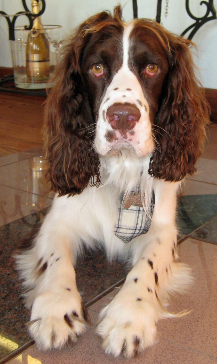 My Springer Spaniel posing