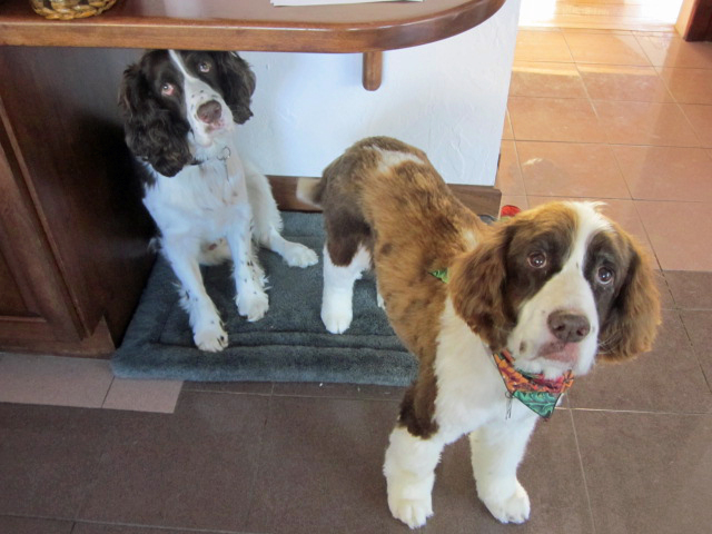 English Springer Spaniels