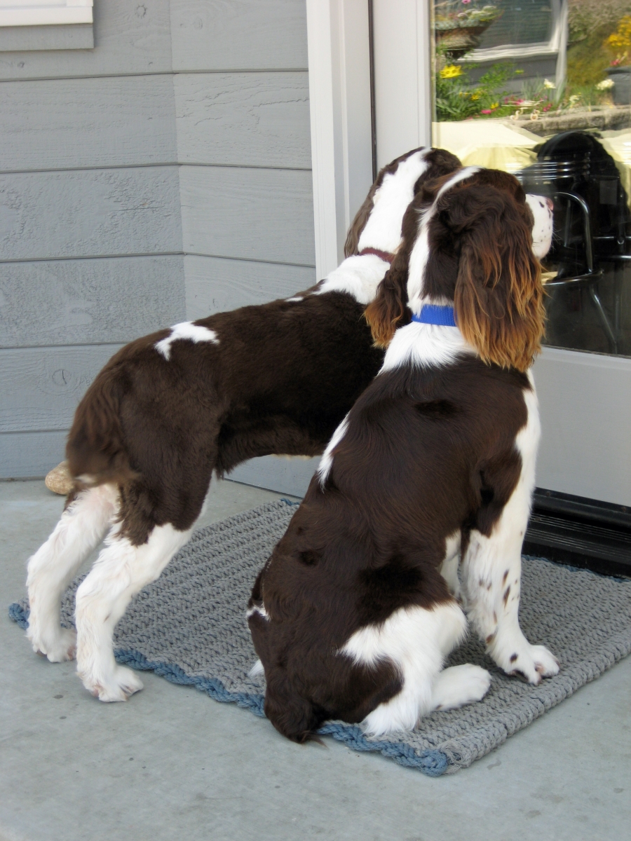 English Springer Spaniels waiting at door