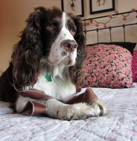 English Springer Spaniel with ribbon