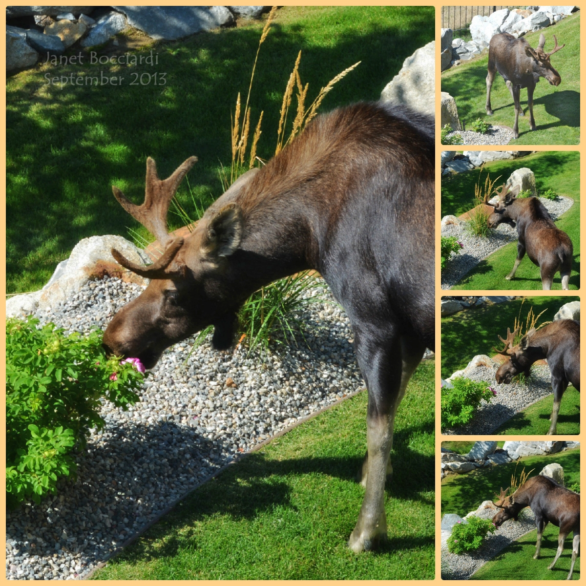 Yearling Moose in our yard