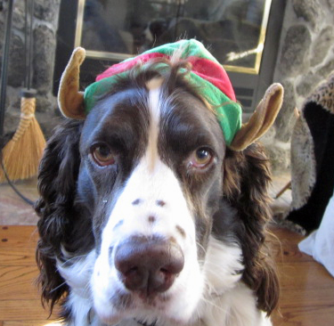 English Springer spaniel in elf hat