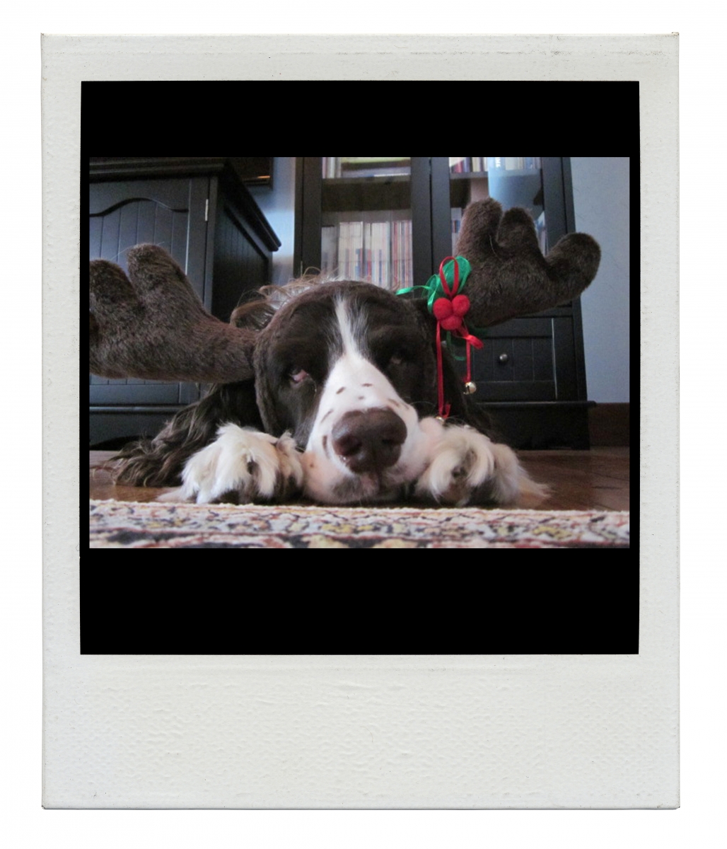 English Springer Spaniel Christmas card outtakes