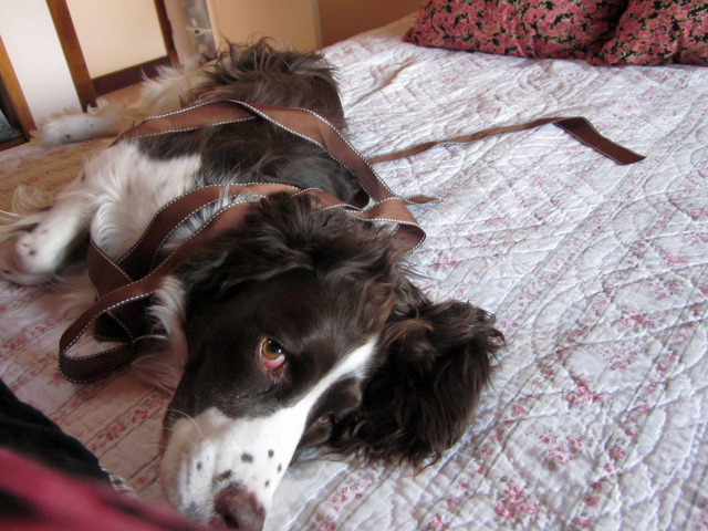 English Springer Spaniel resting on side