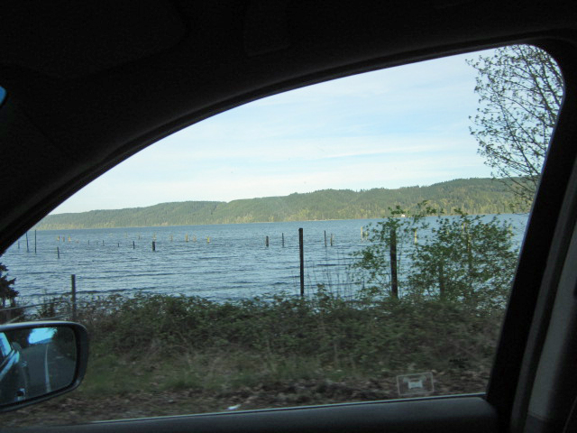 Oyster beds, Hood Canal, Washington