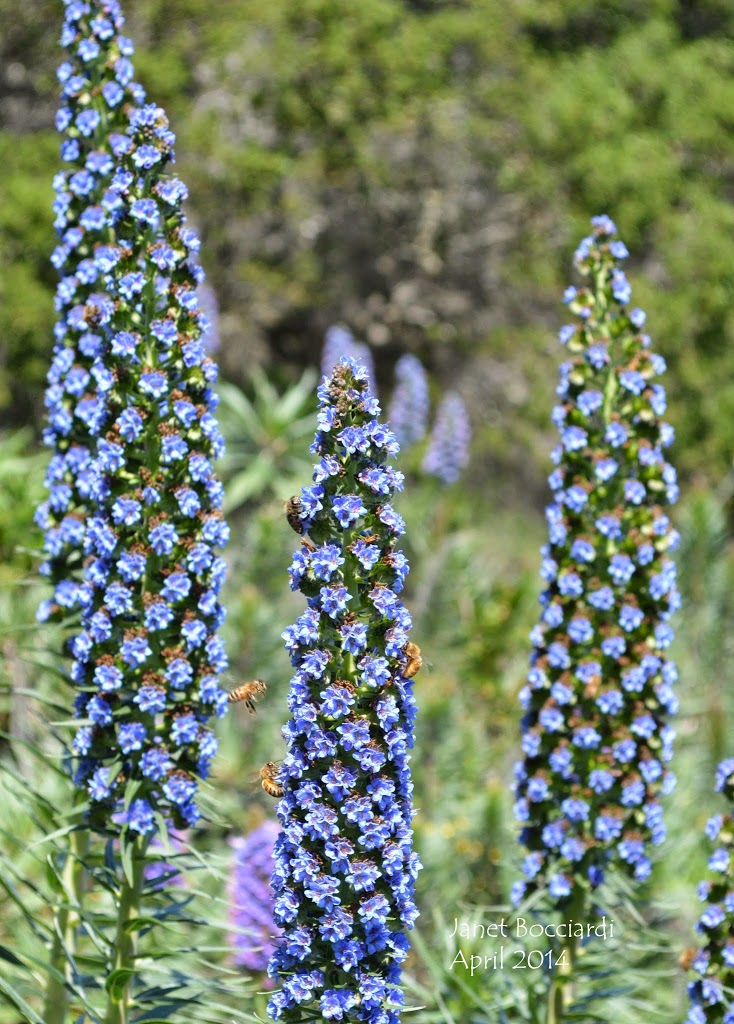 Pride of Madeira