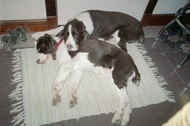 English Springer Spaniels