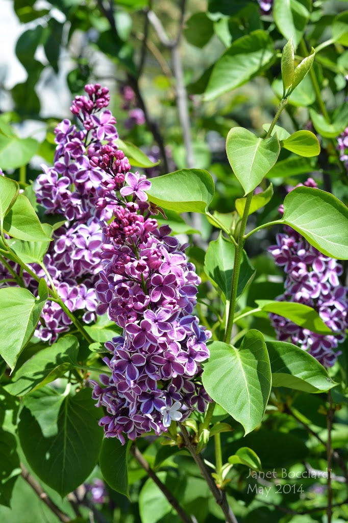 Lilacs in Spring