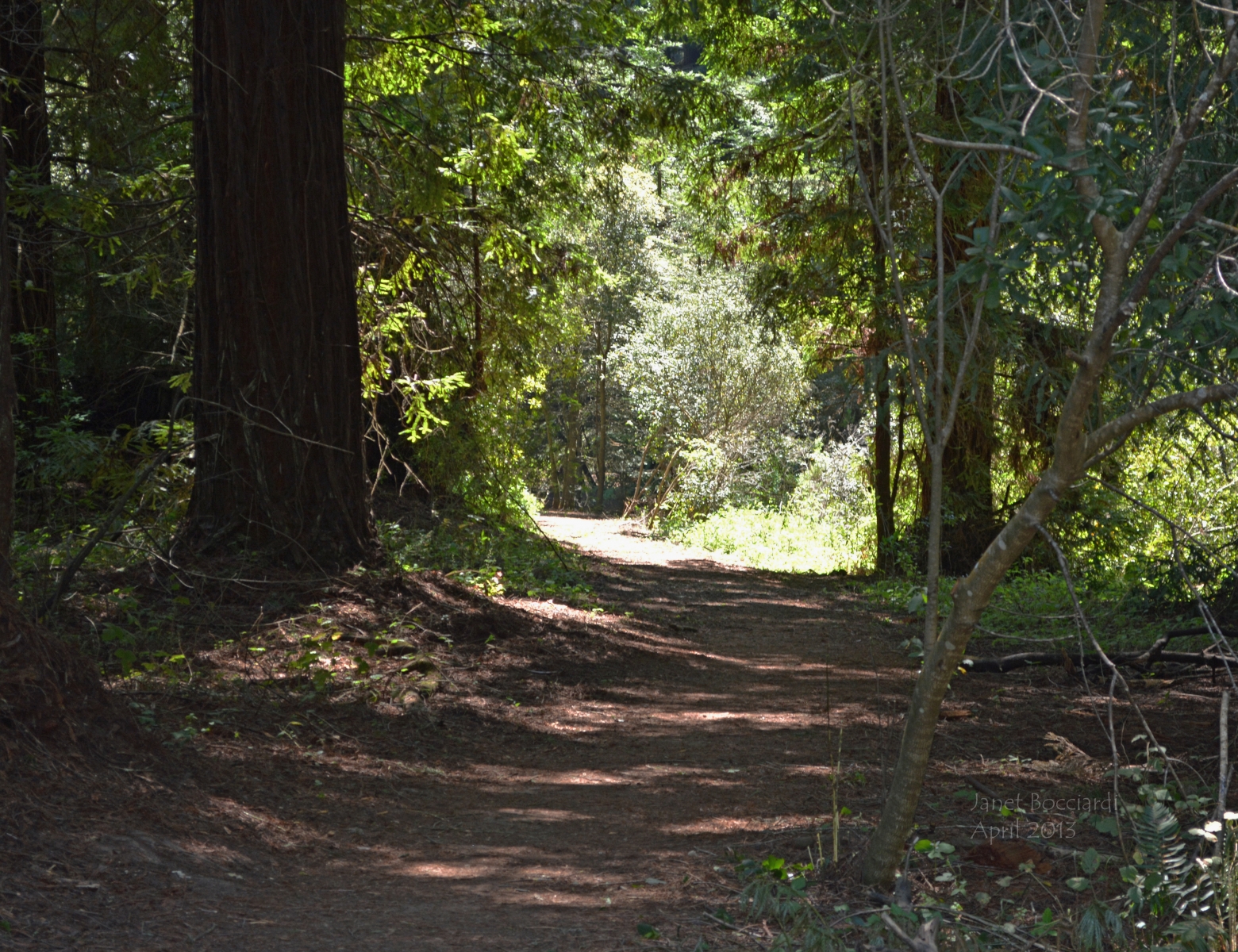 Niscene Marks Trail