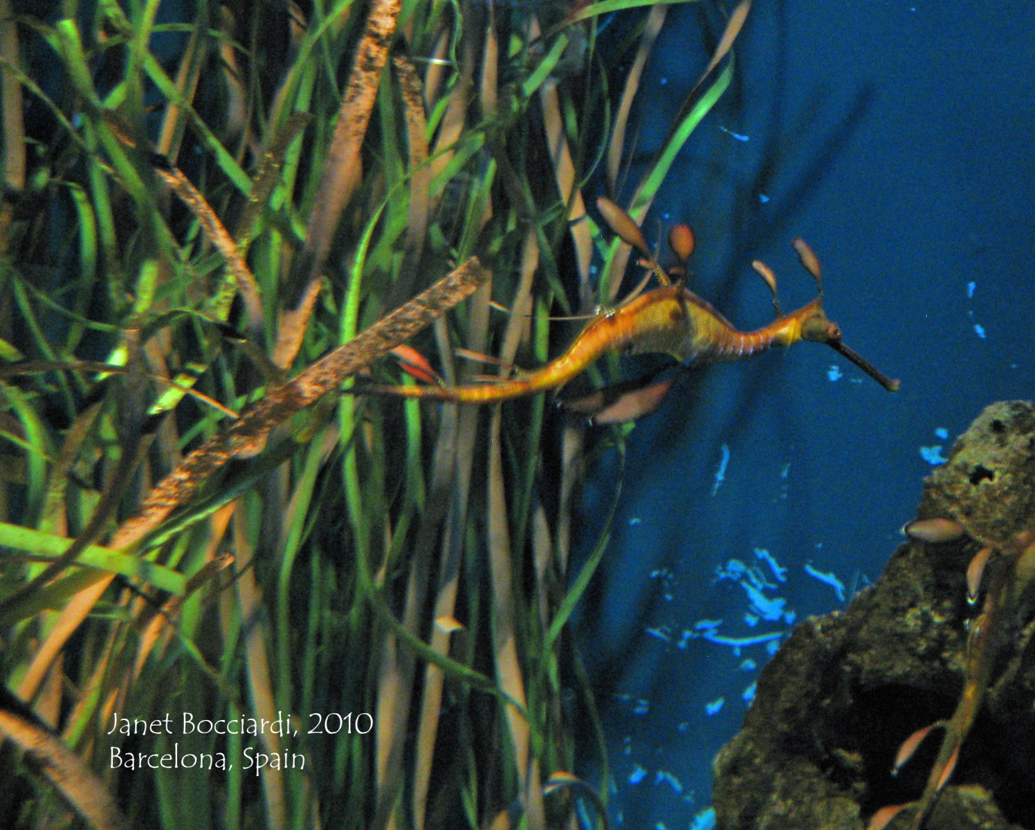 Weedy Sea Dragon, Barcelona, Spain